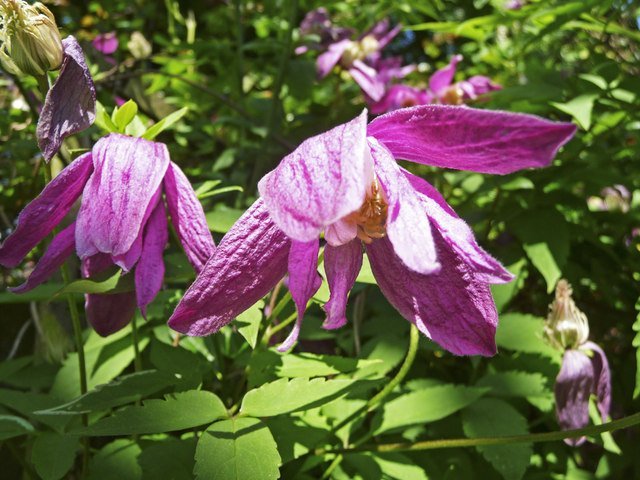 Клематис Констанс - фото 3