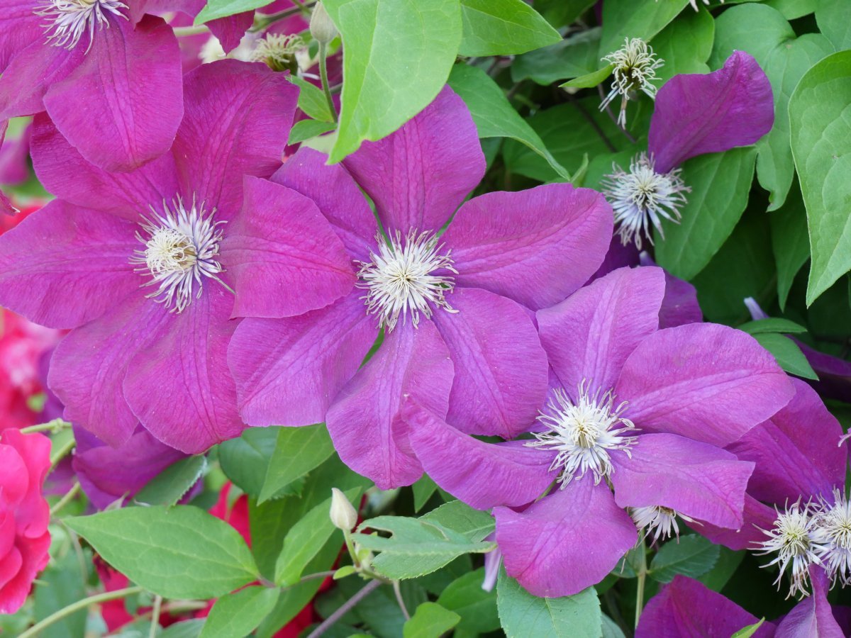 Клематис Руж кардинал крупноцветковый - фото 4