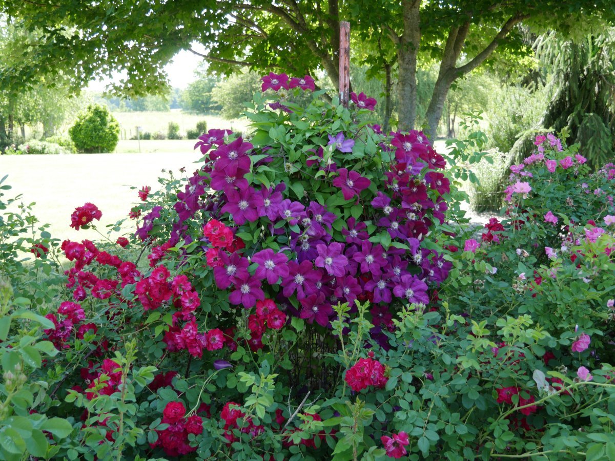 Клематис Руж кардинал крупноцветковый - фото 3