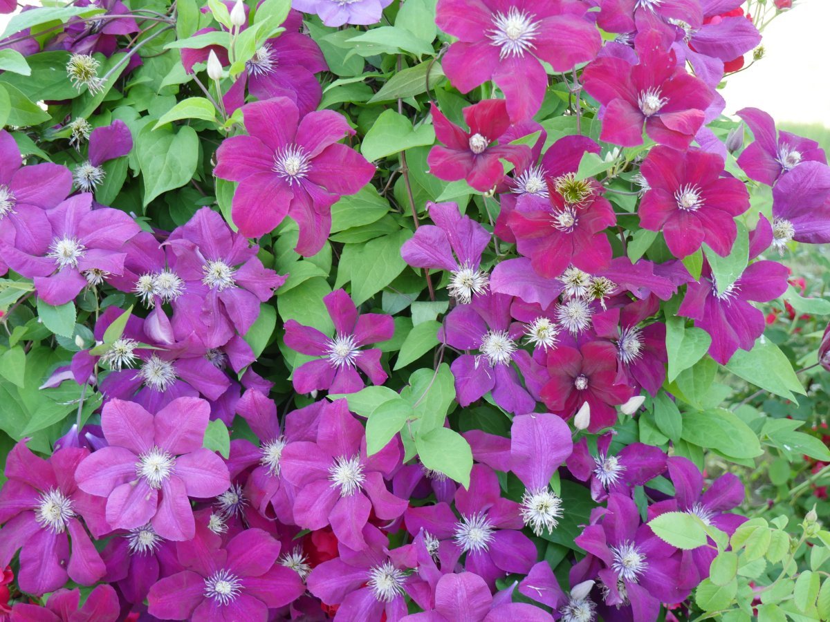 Клематис Руж кардинал крупноцветковый - фото 6