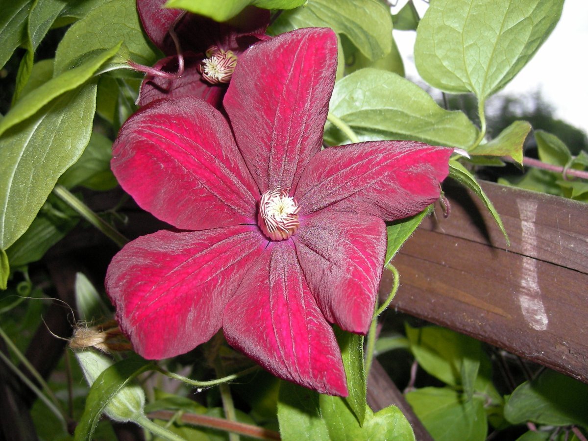 Клематис Руж кардинал крупноцветковый - фото 2