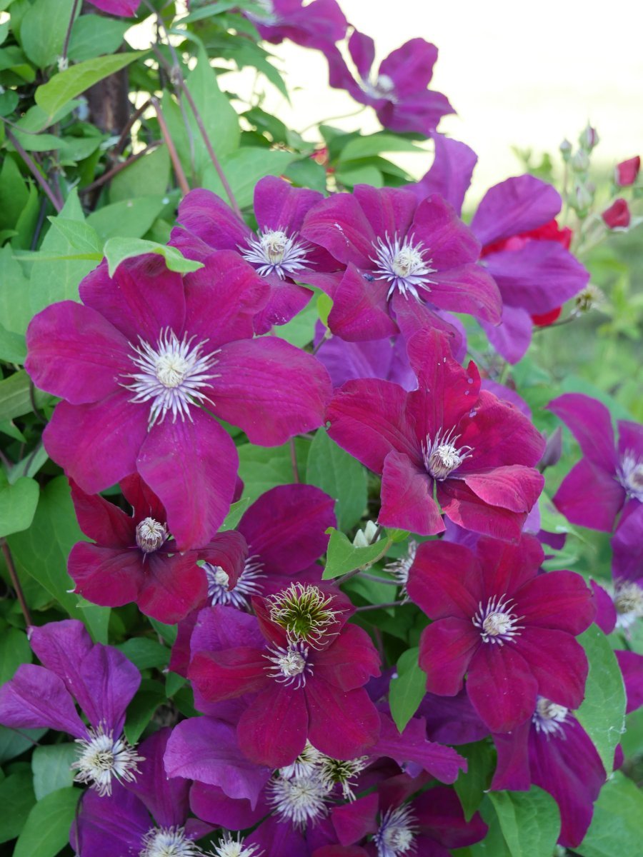 Клематис Руж кардинал крупноцветковый - фото 5