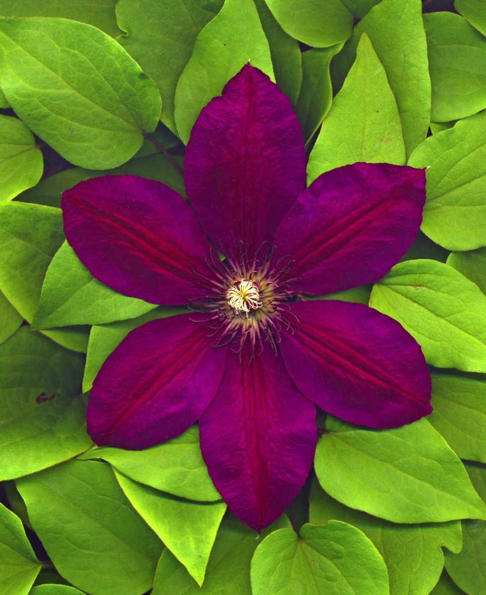 Клематис Руж кардинал крупноцветковый - фото 8