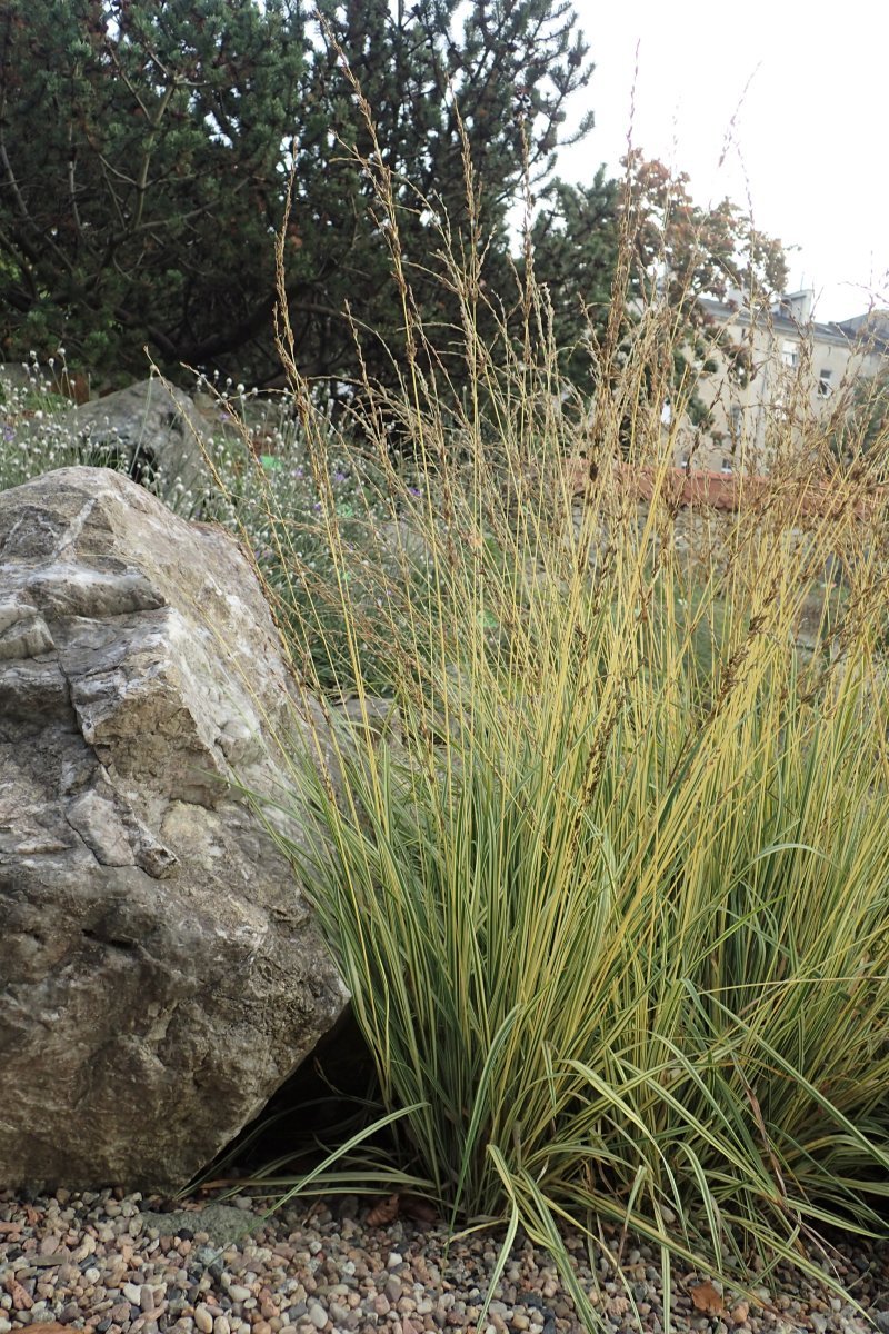 Молиния Вариегата - фото 4