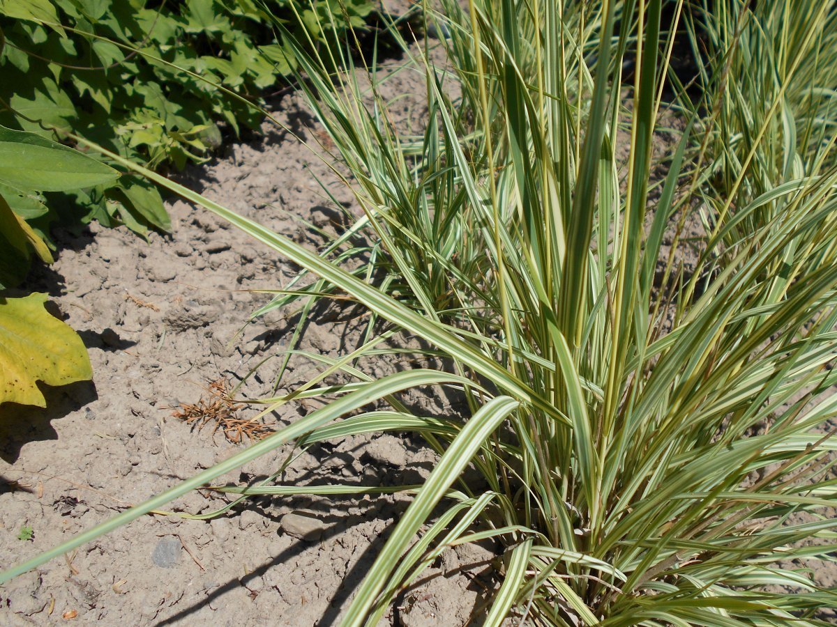 Молиния Вариегата - фото 8