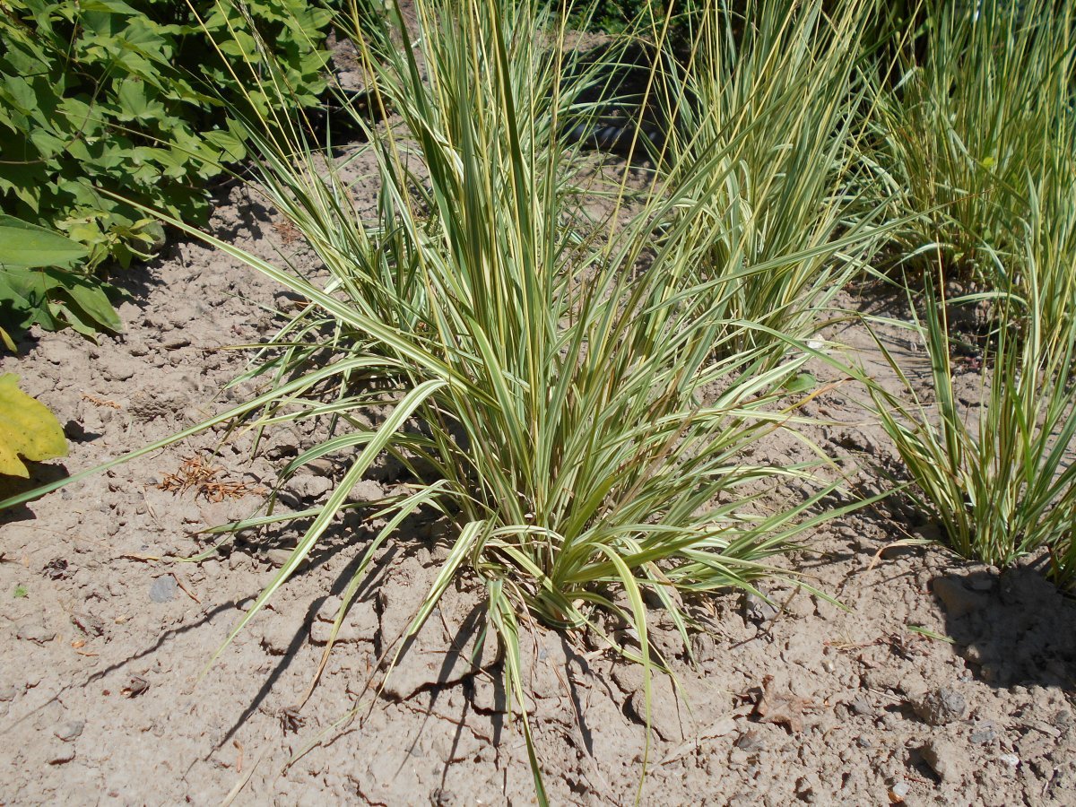 Молиния Вариегата - фото 7