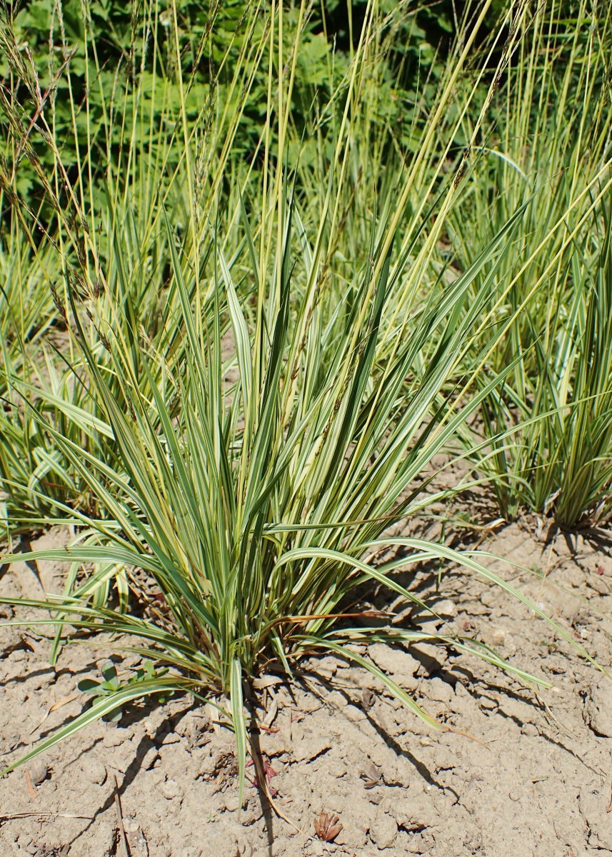 Молиния Вариегата - фото 3