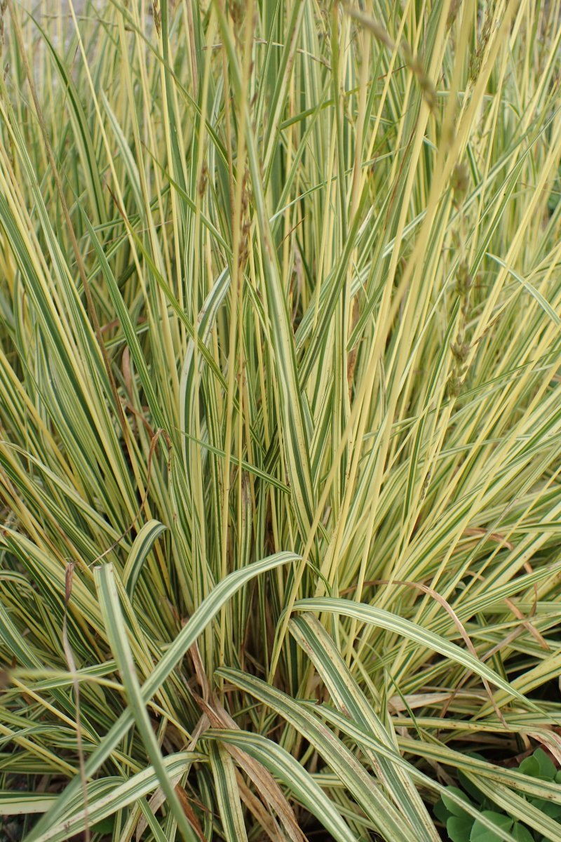 Молиния Вариегата - фото 5