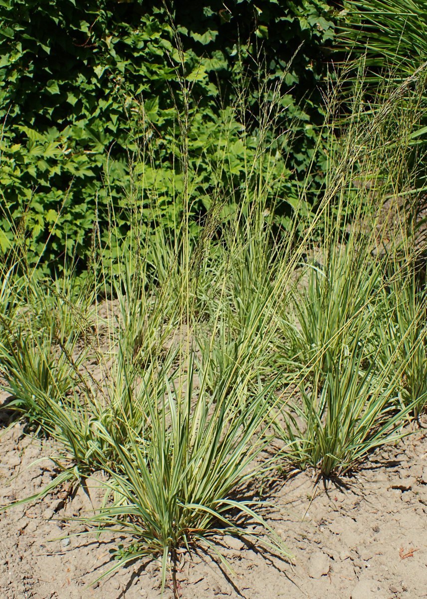 Молиния Вариегата - фото 2