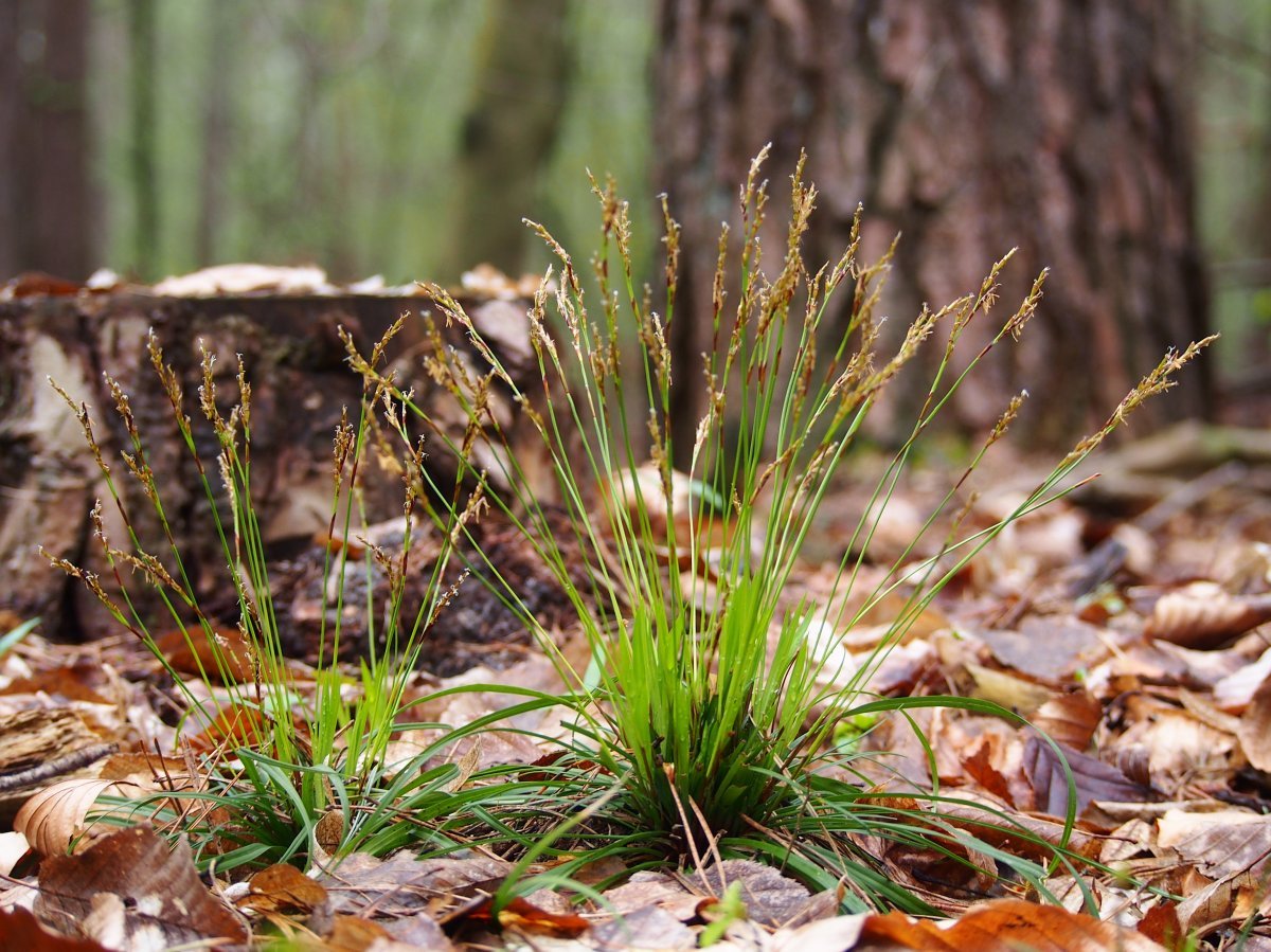Осока пальчатая Диджитата - фото 6