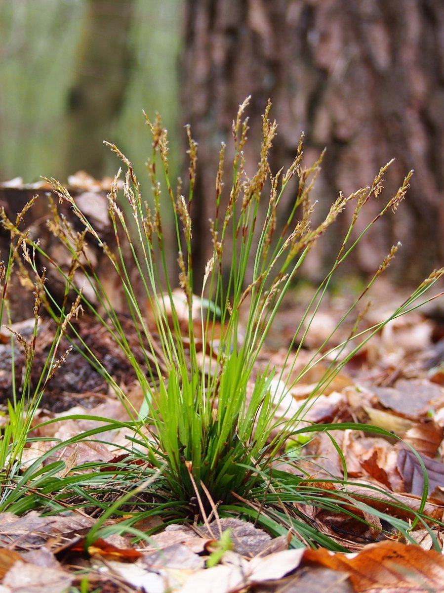 Осока пальчатая Диджитата - фото 5