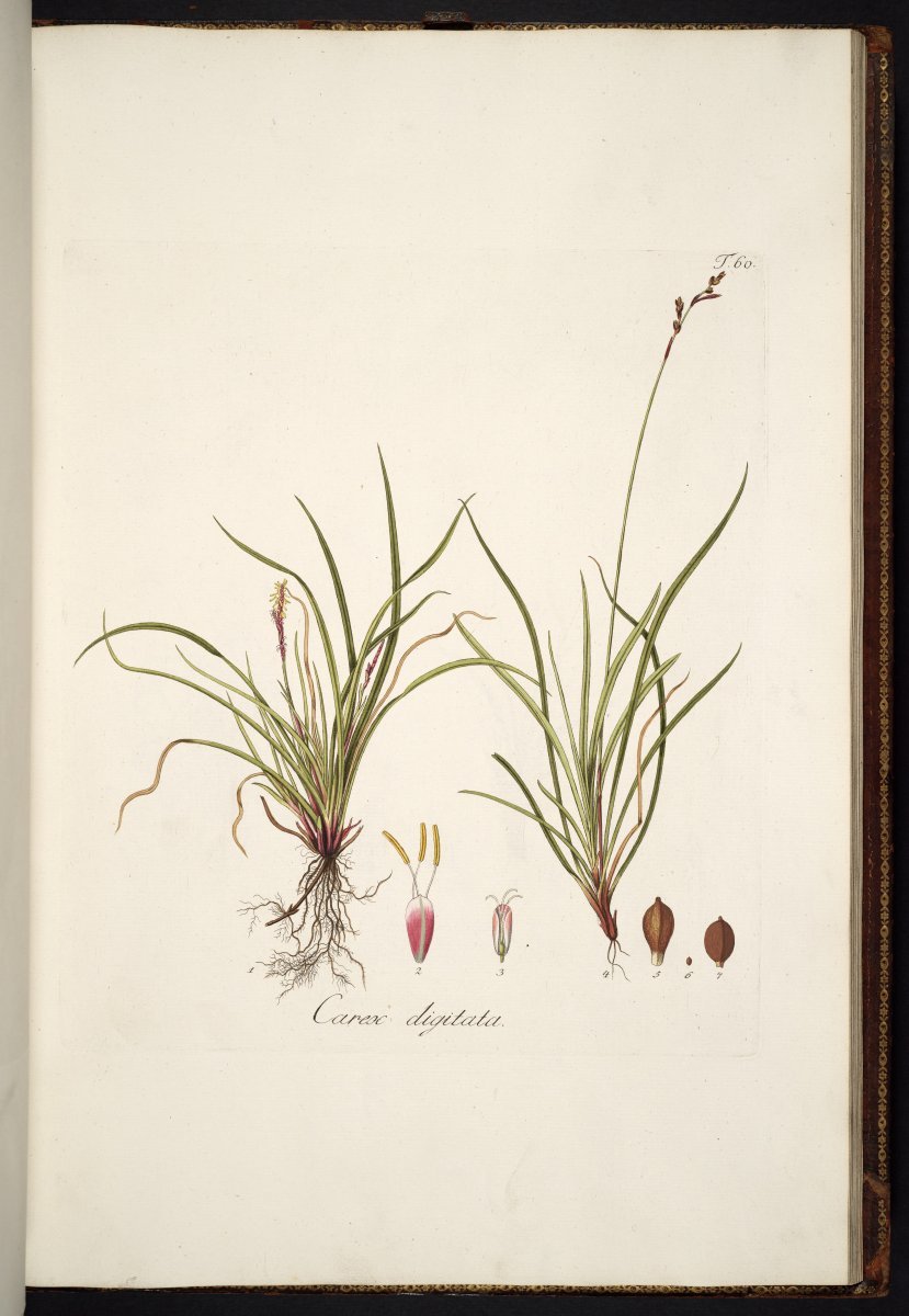 Осока пальчатая Диджитата - фото 8