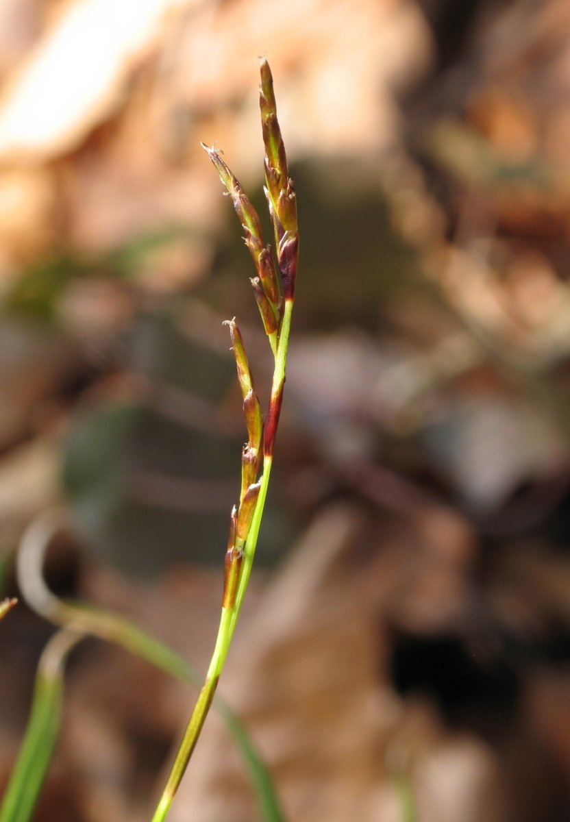 Осока пальчатая Диджитата - фото 3