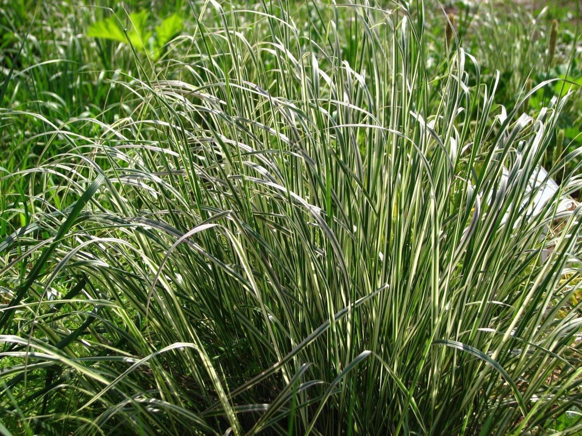 Вейник Овердам