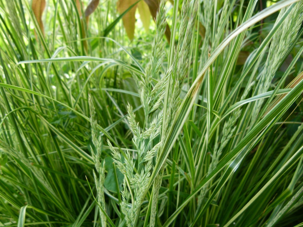 Вейник Овердам - фото 5