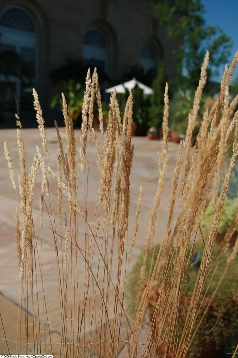 Вейник Овердам - фото 4