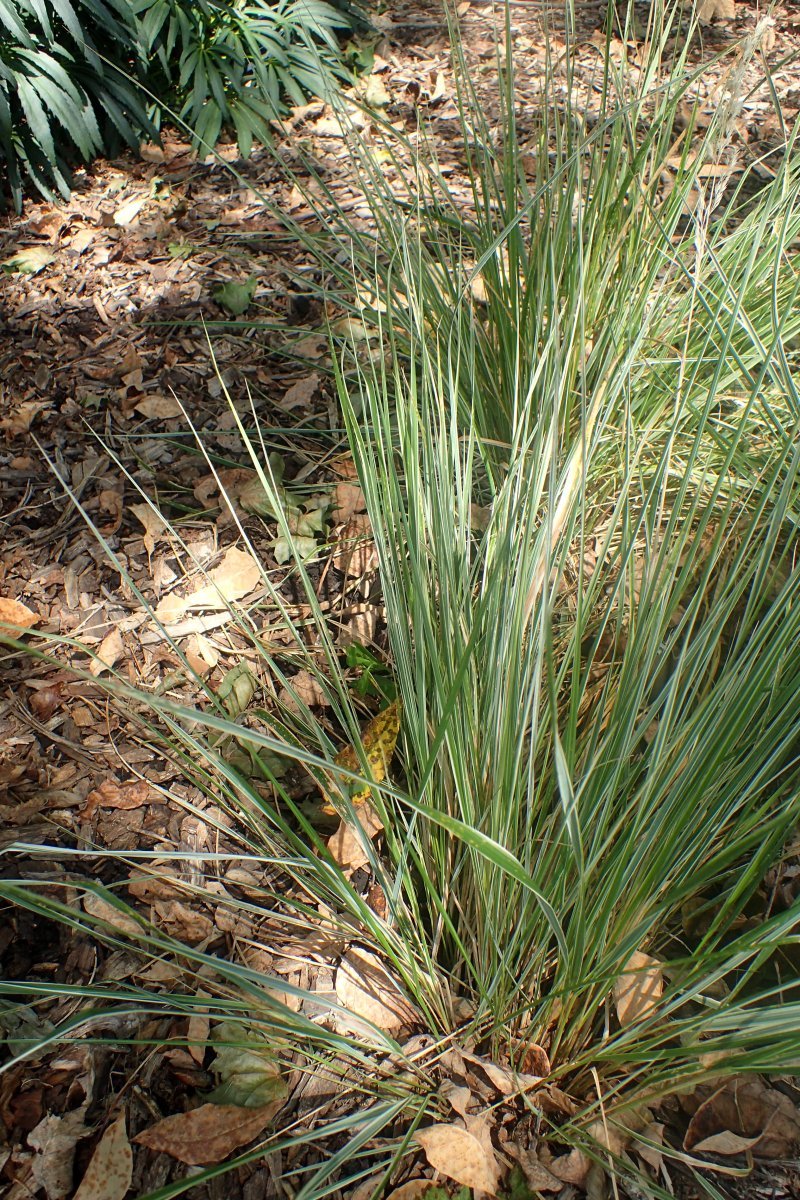 Вейник Овердам - фото 3