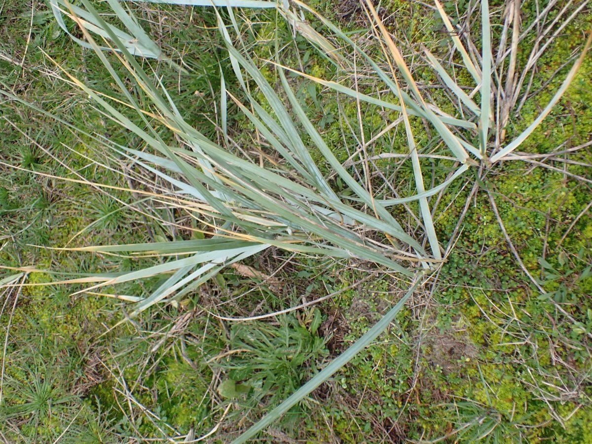 Колосняк песчаный - фото 2