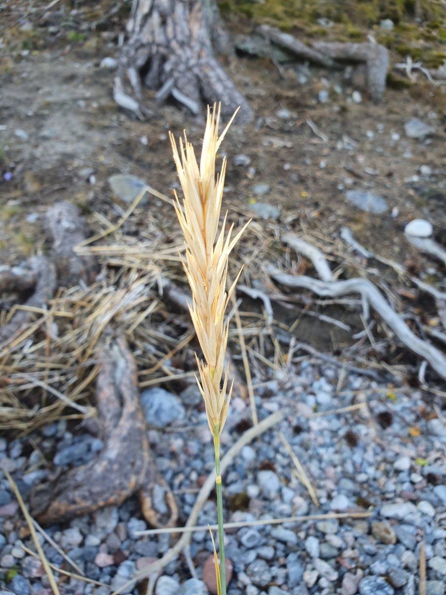 Колосняк песчаный - фото 10