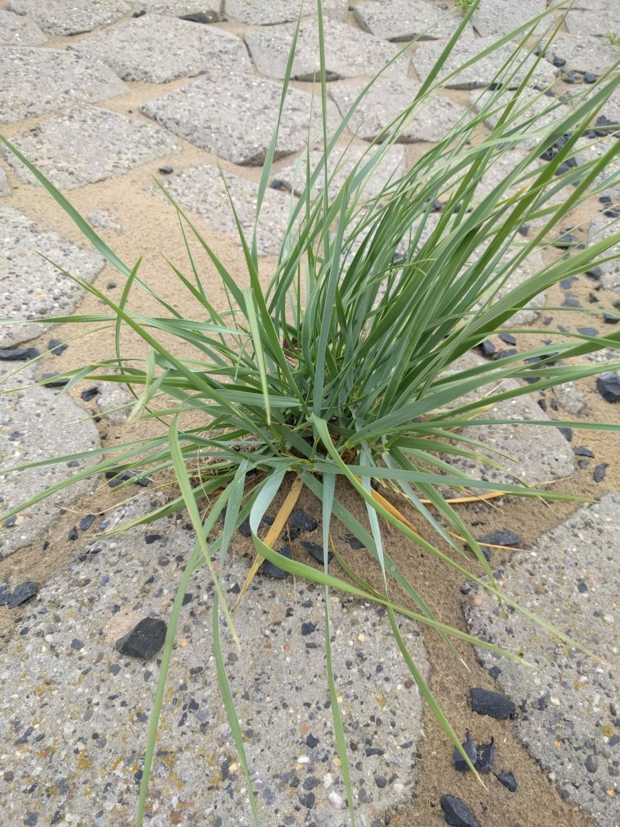 Колосняк песчаный - фото 5