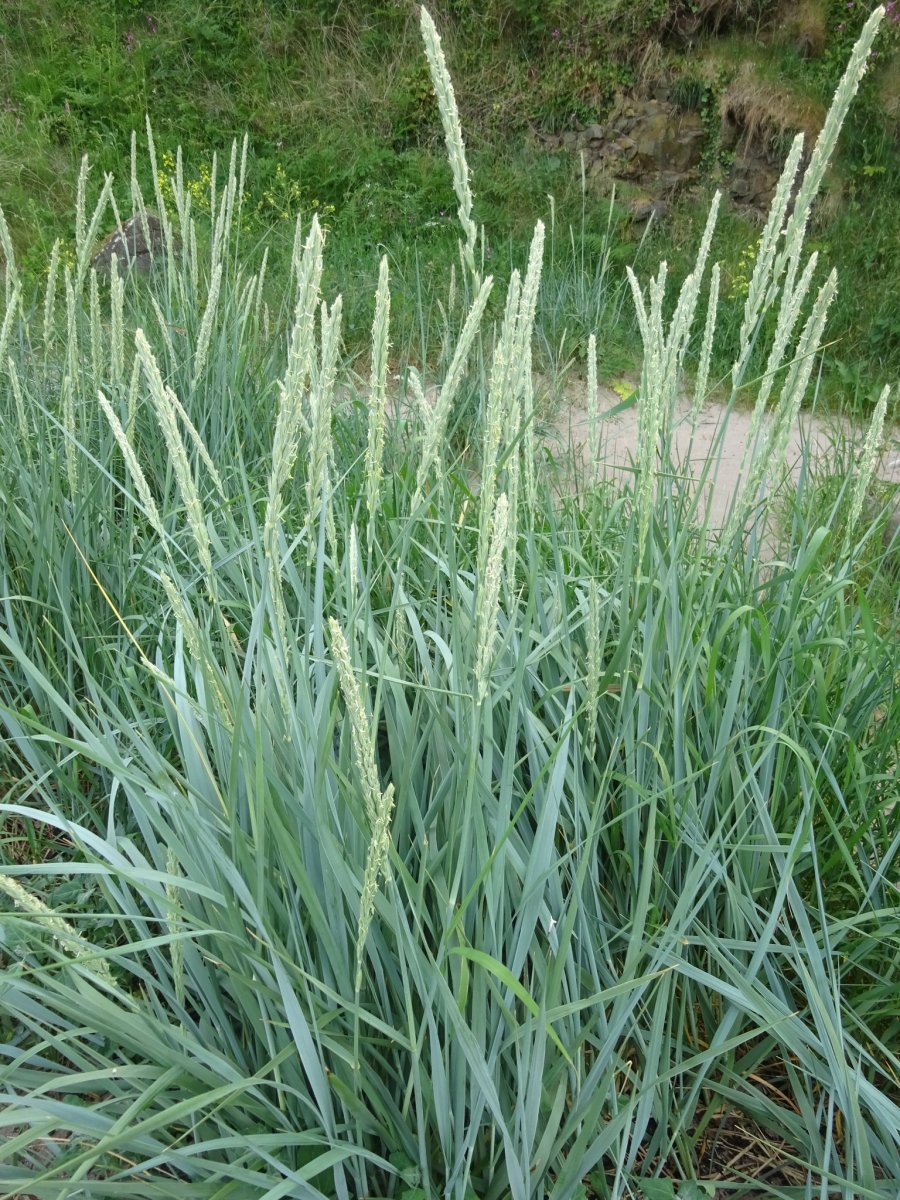 Колосняк песчаный - фото 4