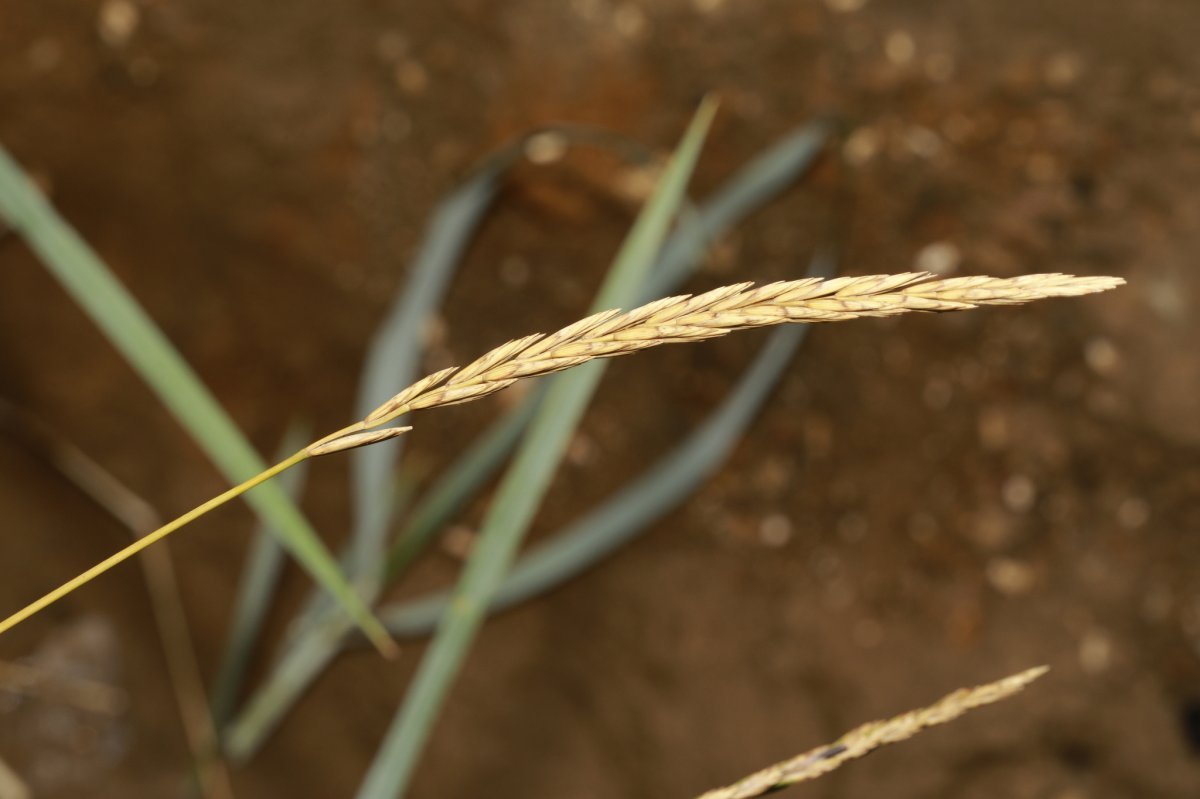 Колосняк песчаный - фото 9