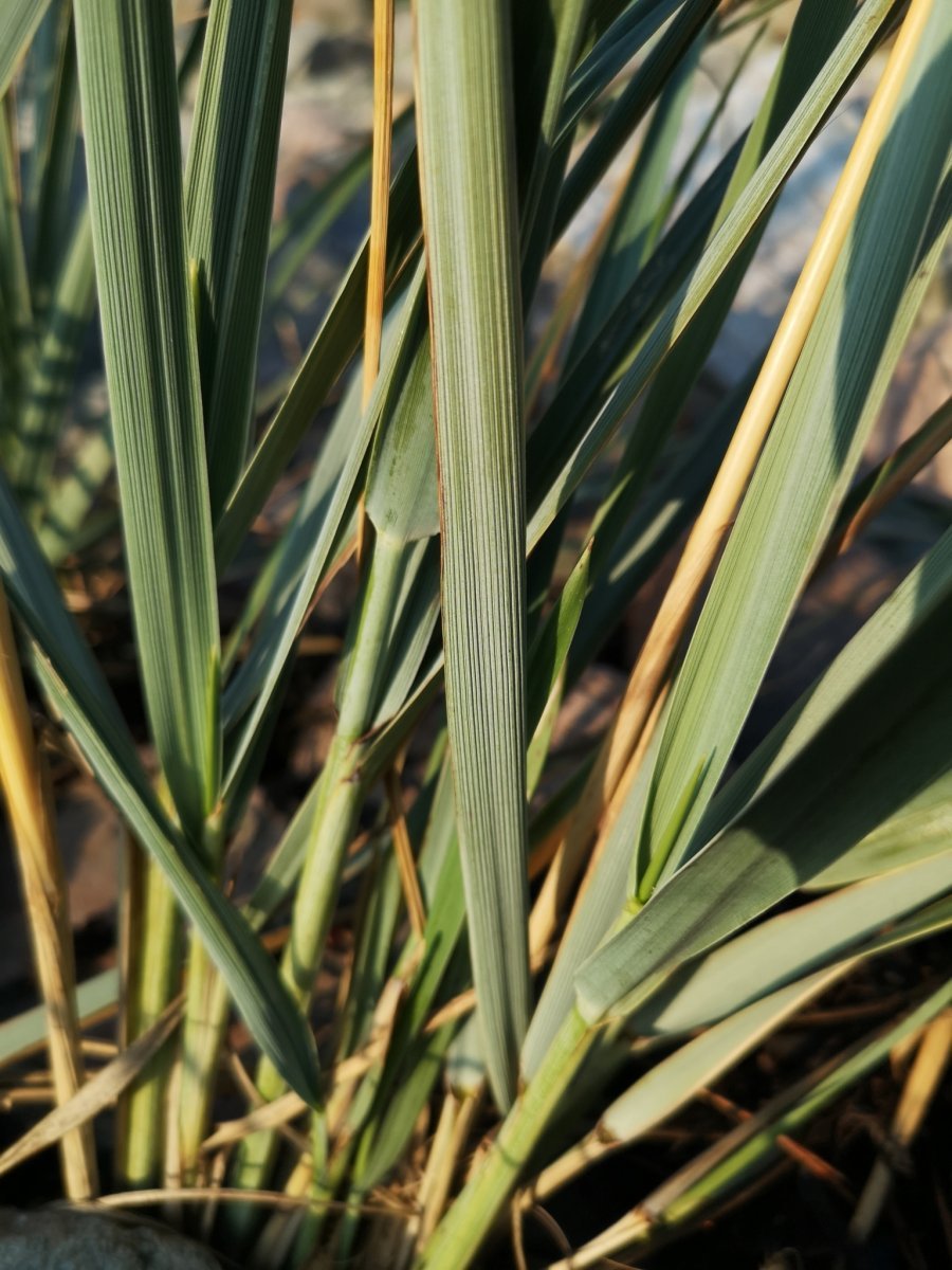 Колосняк песчаный - фото 7