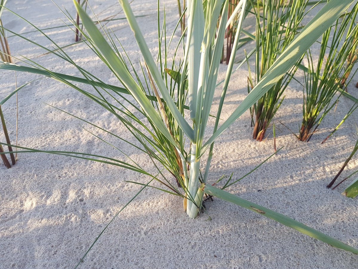 Колосняк песчаный - фото 3