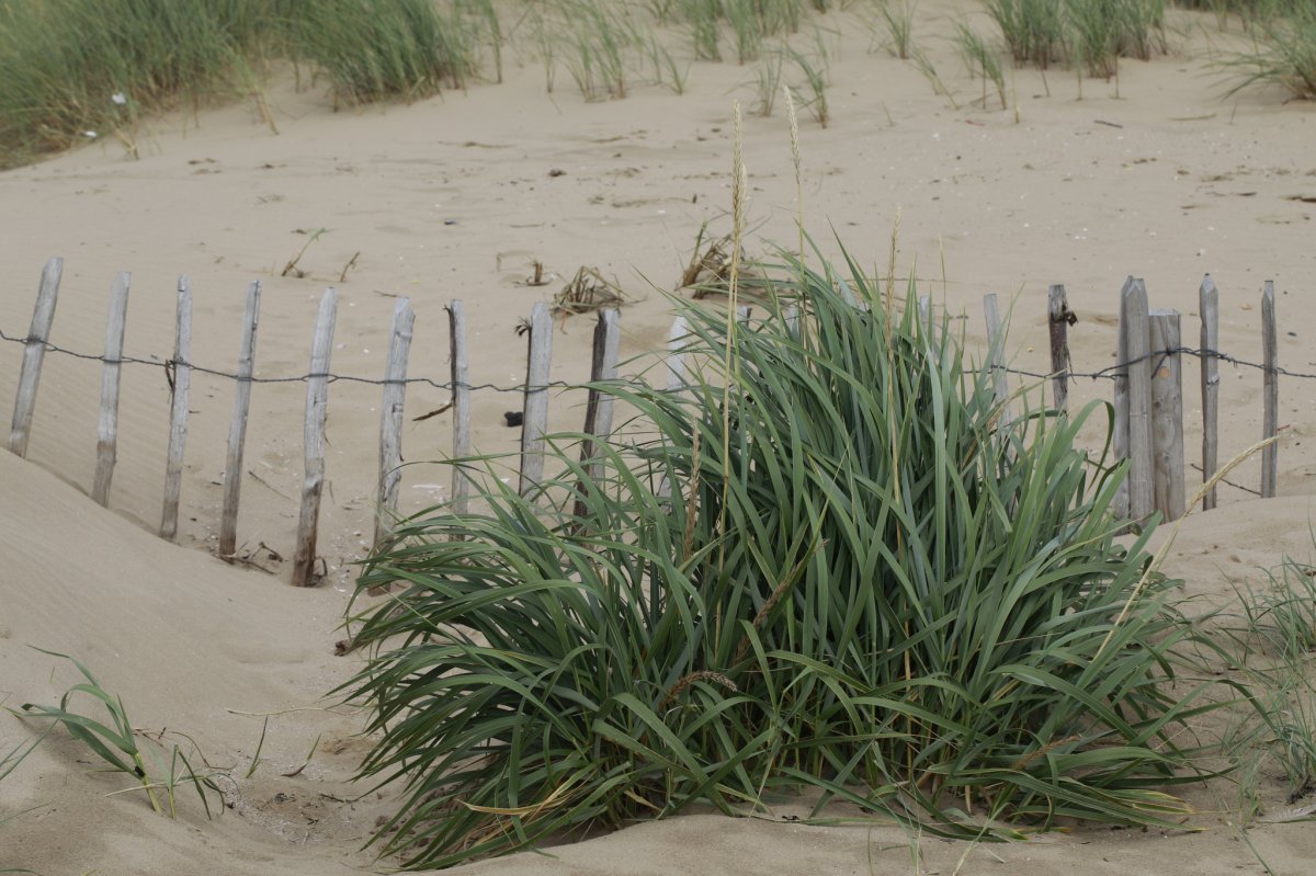 Колосняк песчаный - фото 6