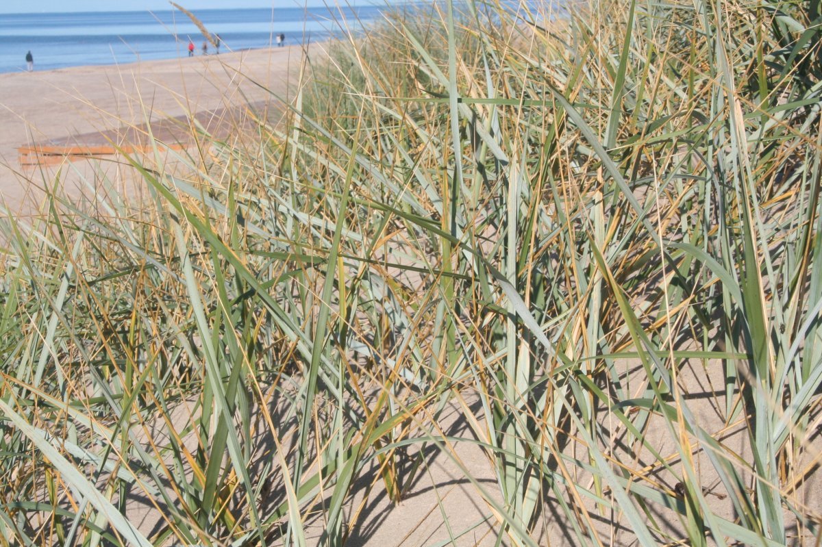 Колосняк песчаный