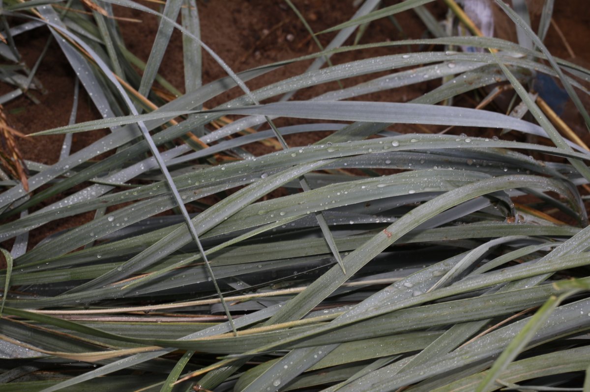 Колосняк песчаный - фото 8