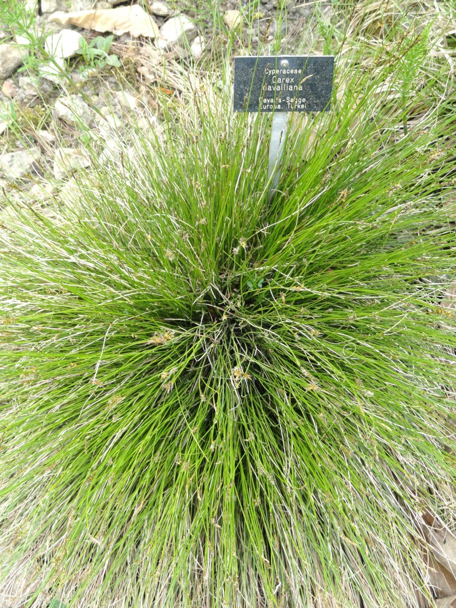 Осока Дэвелла - фото 7