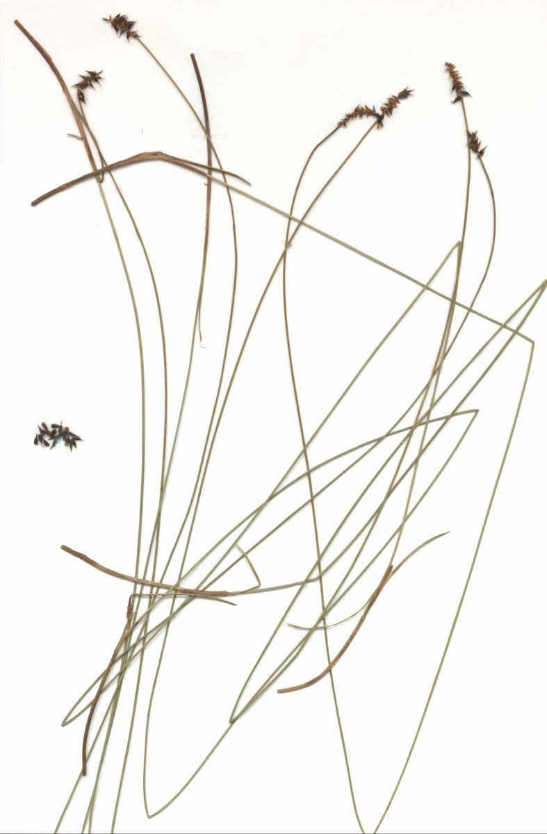 Осока Дэвелла - фото 9