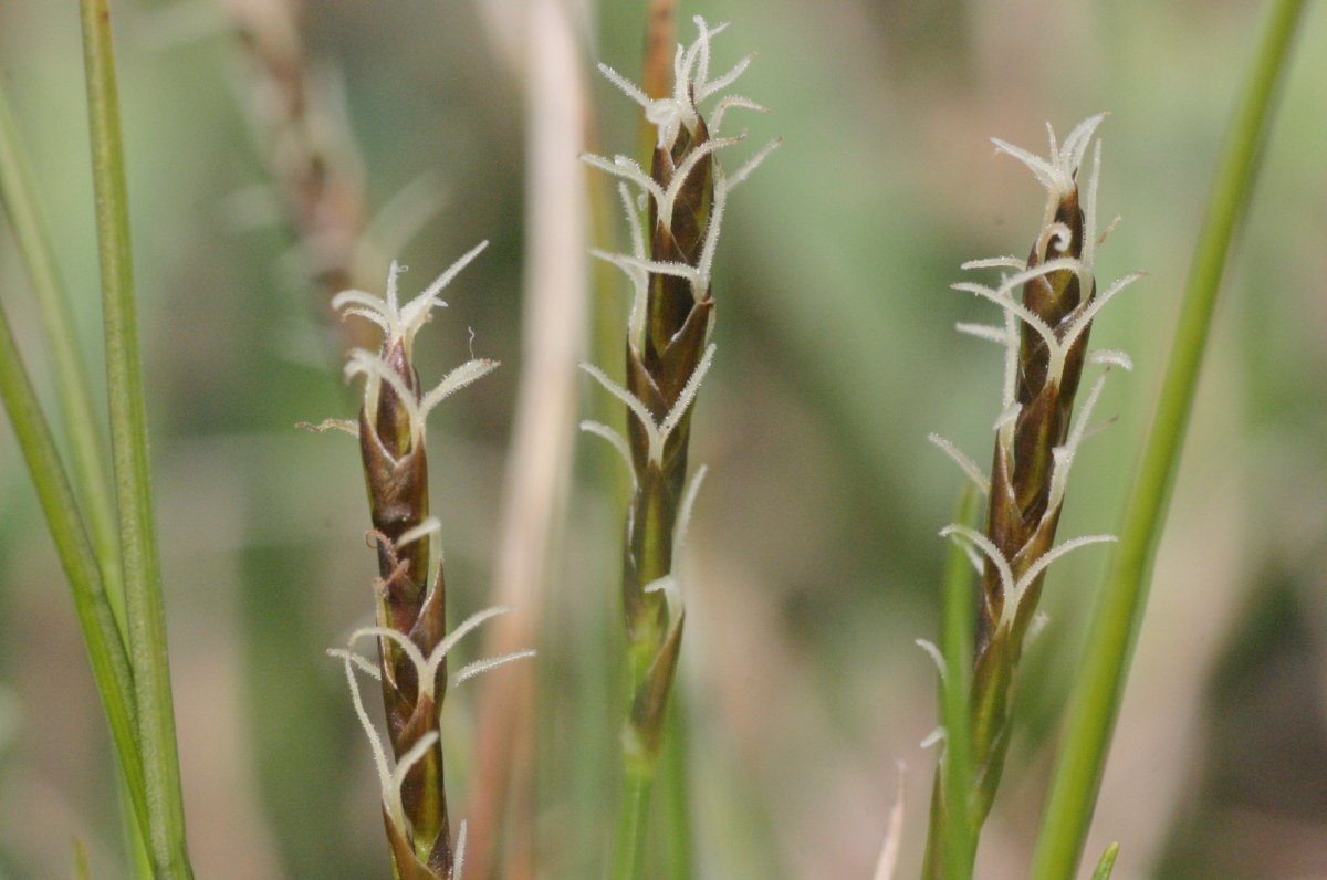 Осока Дэвелла - фото 6