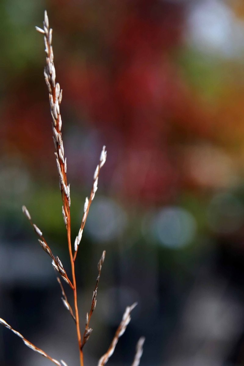 Молиния тростниковая Скайрейсер