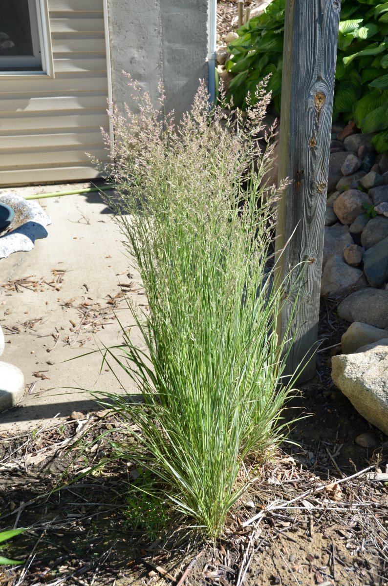 Вейник Карл Форстер - фото 4