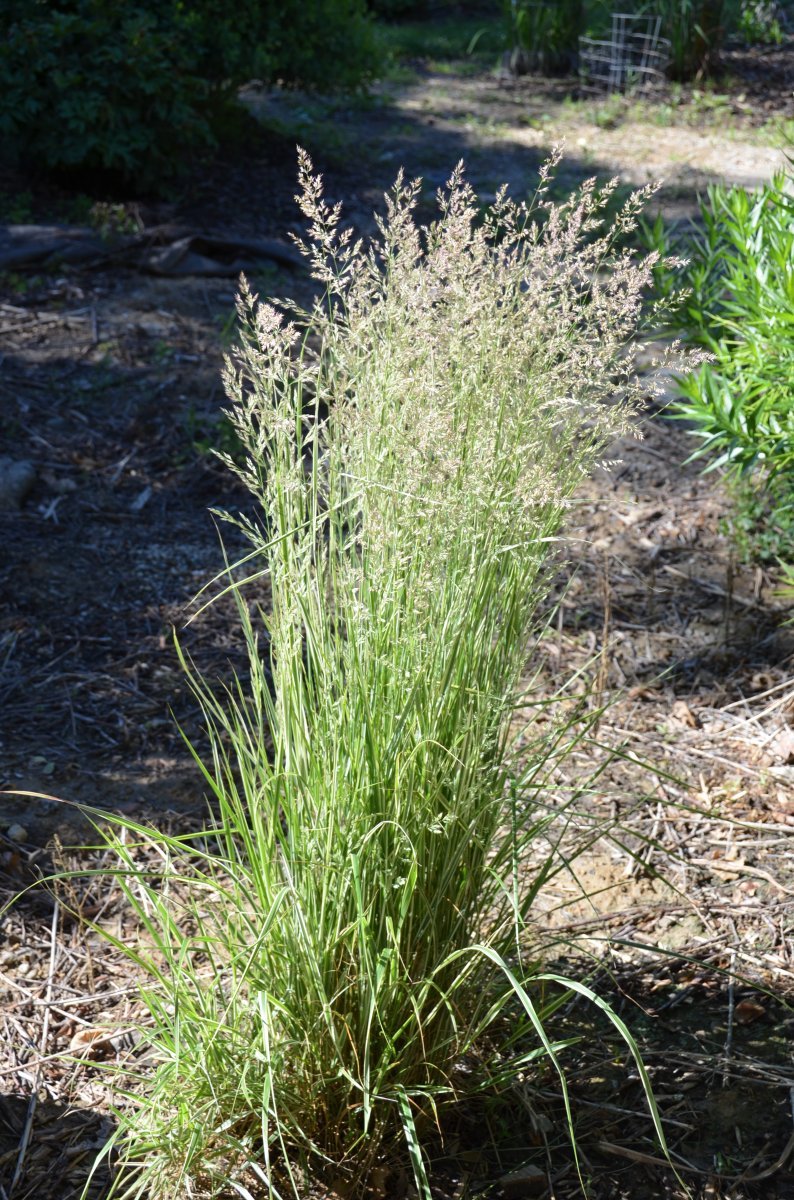 Вейник Карл Форстер - фото 5