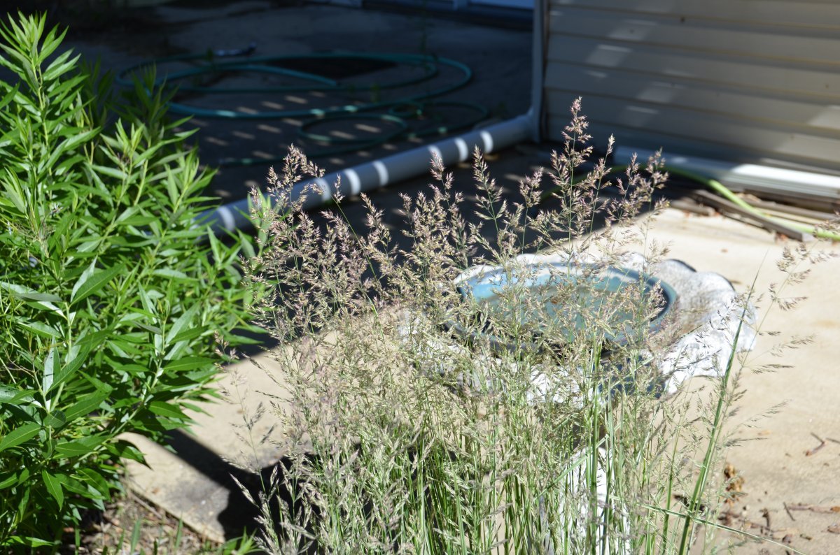 Вейник Карл Форстер - фото 8