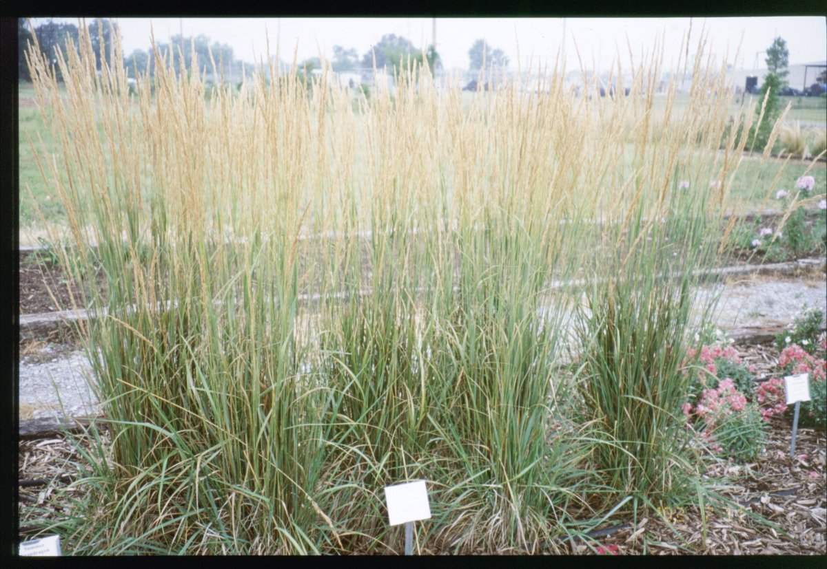 Вейник Карл Форстер