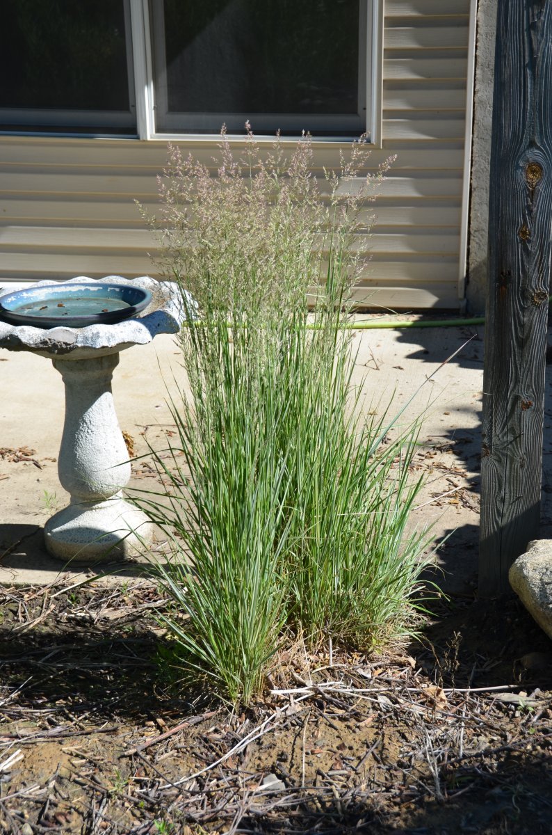 Вейник Карл Форстер - фото 6