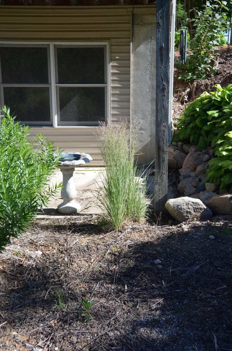 Вейник Карл Форстер - фото 7