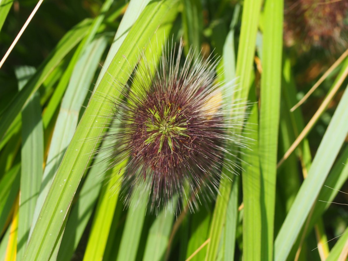 Пеннисетум лисохвостный - фото 3