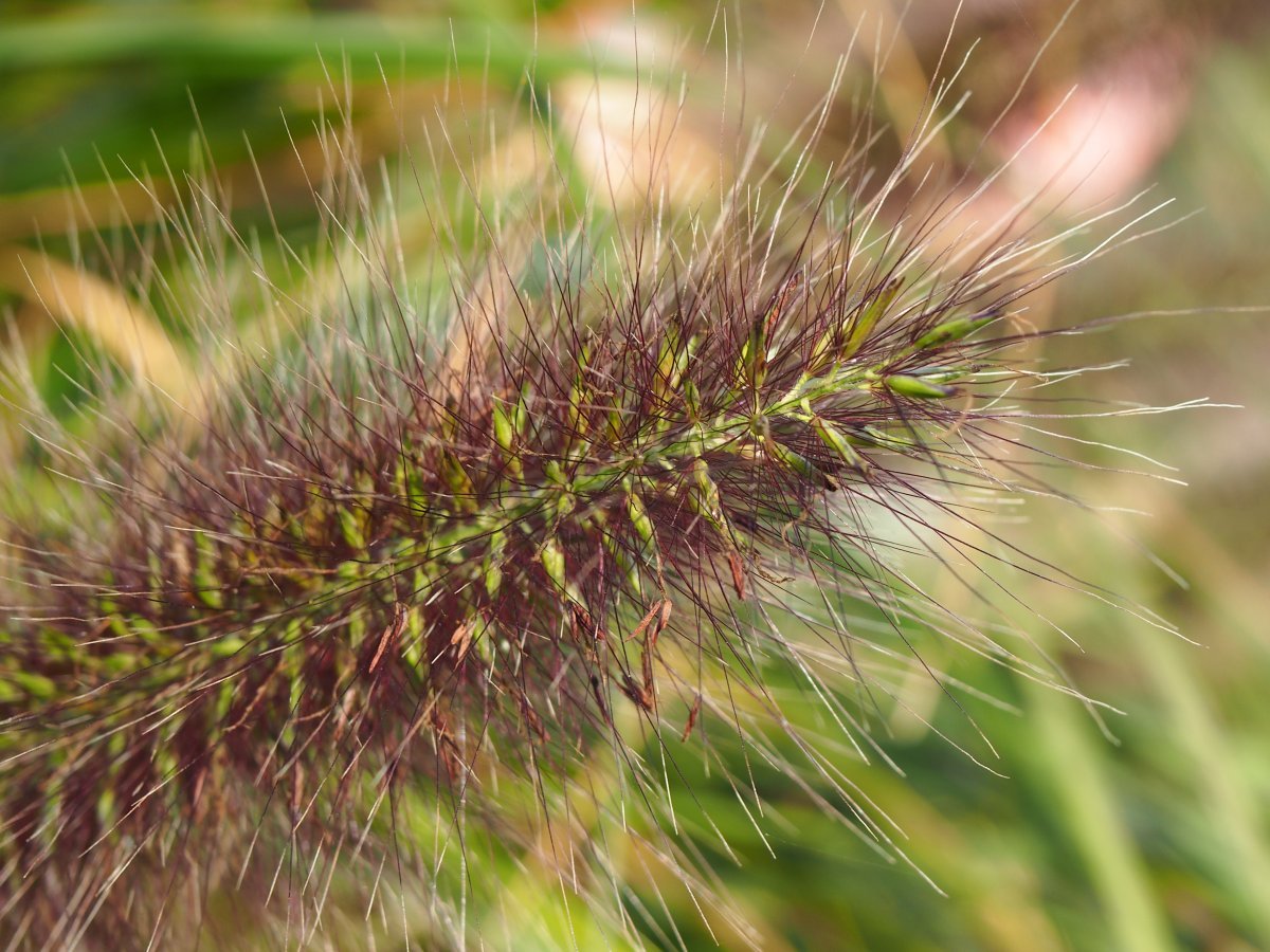 Пеннисетум лисохвостный - фото 5