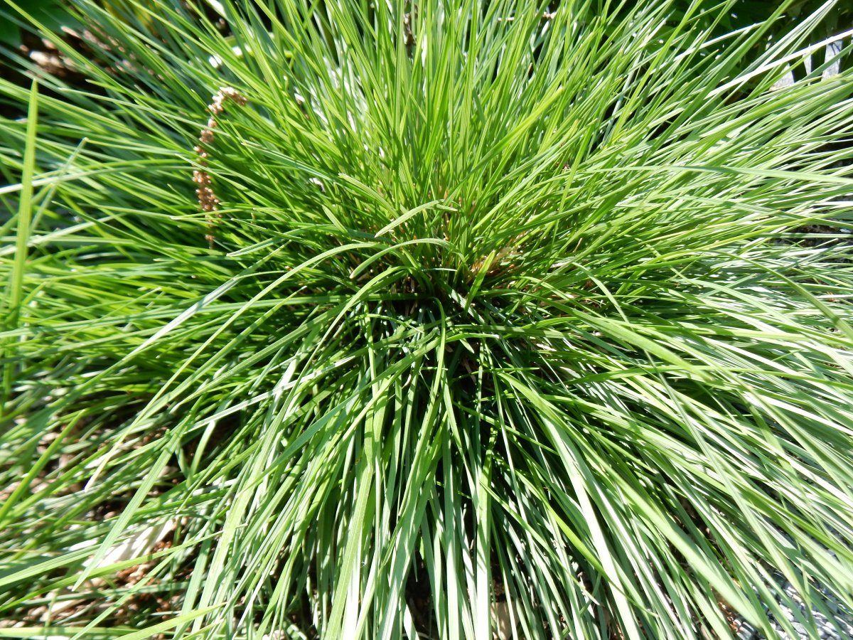 Луговик Голдтау - фото 3