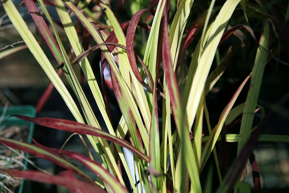 Императа Ред Барон - фото 5