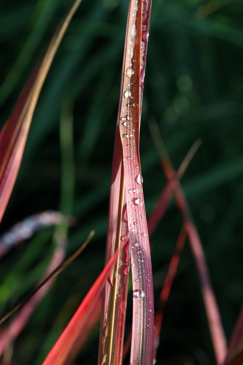 Императа Ред Барон - фото 6