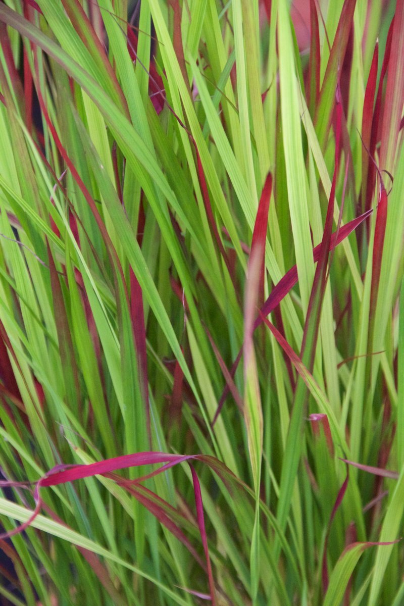 Императа Ред Барон - фото 9