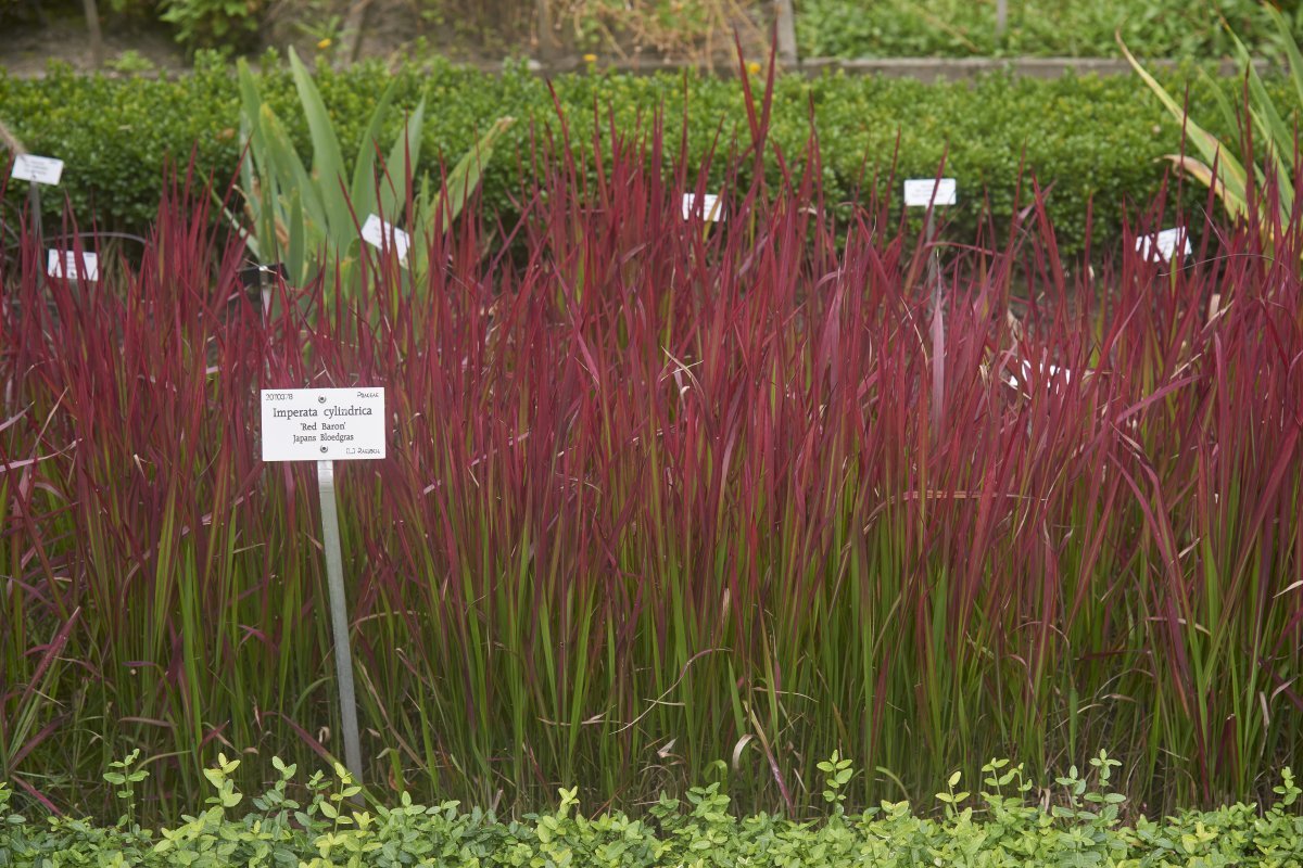 Императа Ред Барон - фото 2