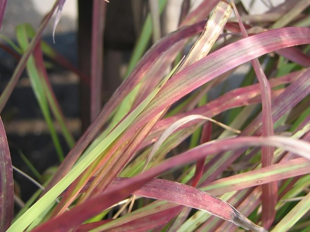 Императа Ред Барон - фото 4