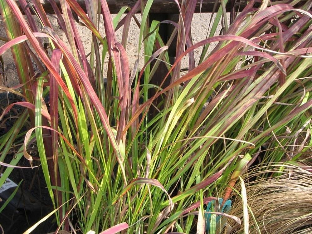 Императа Ред Барон - фото 3